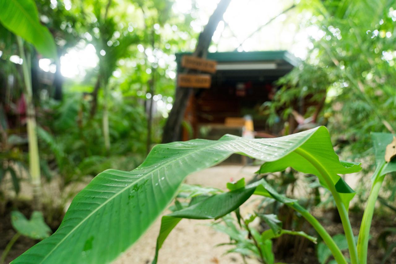 Green Sanctuary Hotel Nosara Eksteriør billede